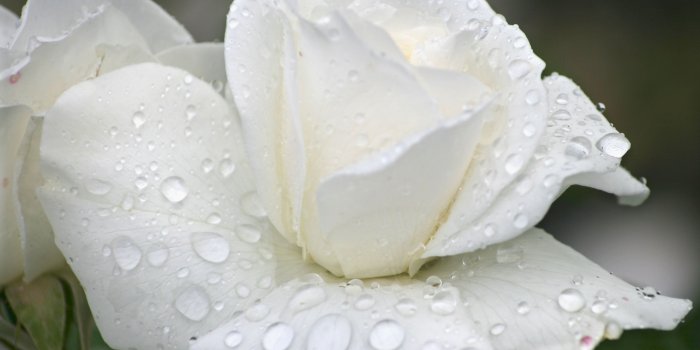 3479x2592 Raindrops On Rose Wallpaper - Beautiful White Rose Flower (#627435