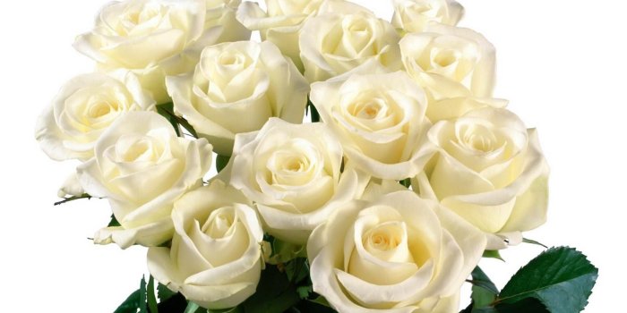 1920x1080 nice beautiful white roses hd free wallpapers | HD Wallpapers