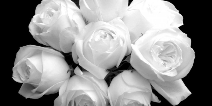 1216x972 Best White Roses Iphone Wallpaper - Rose Wall