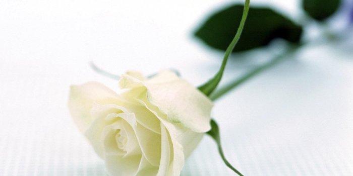 1600x1200 White Rose HD photos flowers wallpapers collections free Download
