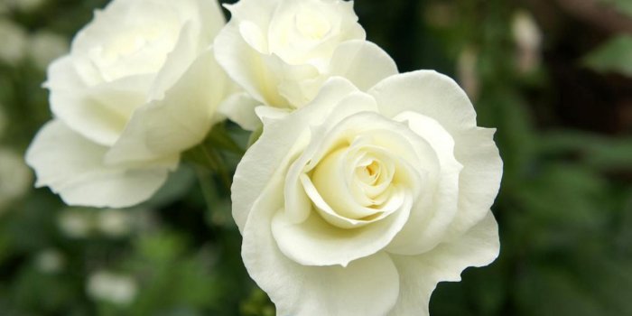 1920x1080 Beautiful White Roses | кубан | White roses wallpaper, Blue flowers