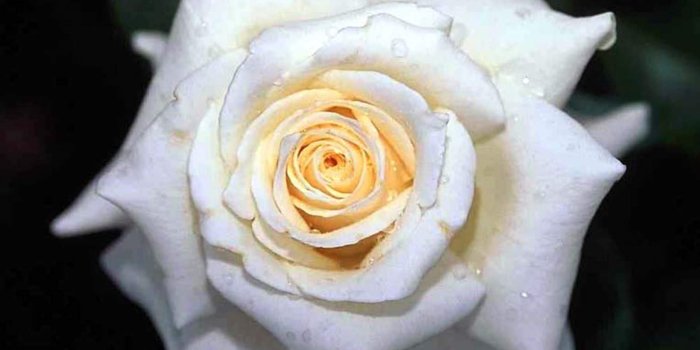 1800x1574 White Rose Wallpapers