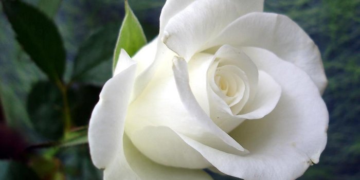 1920x1080 White Rose Images (16)