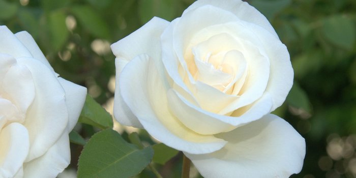 1920x1199 Roses flower, Roses photos, roses wallpaper for your desktop - Red