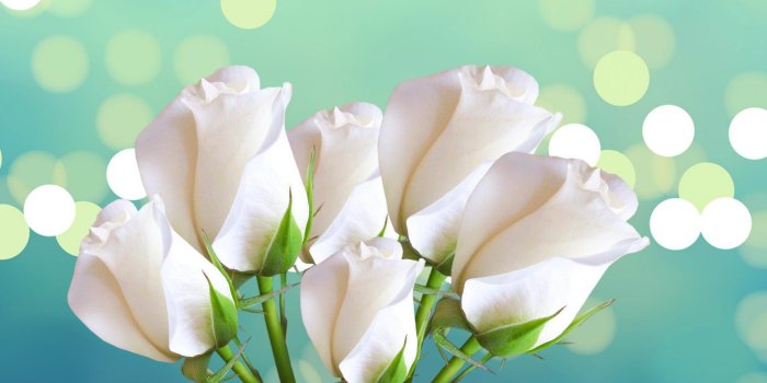 1920x1080 Beautiful White Rose Wallpapers