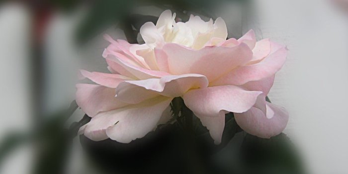 1280x800 Widescreen Roses Wallpapers