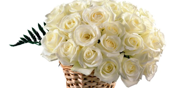 1920x1080 Beautiful White Rose Wallpapers