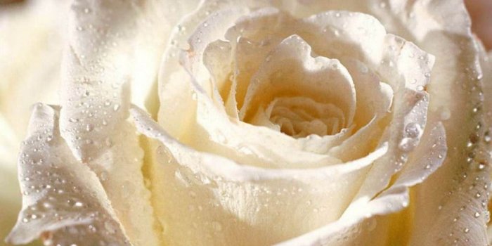 1024x768 White rose free wallpapers hd for desktop | Pictureicon