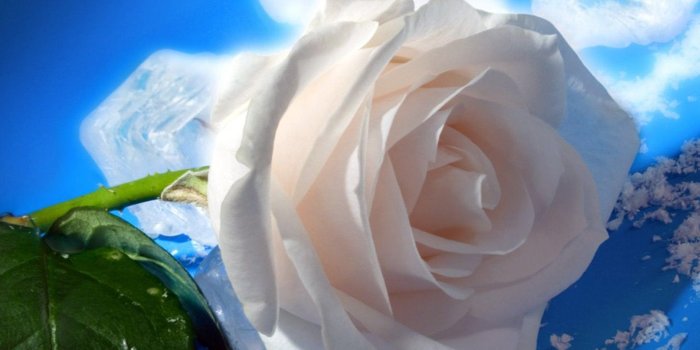 1920x1200 HD Beautiful White Rose Wallpapers For Computer HiReWallpapers 4125