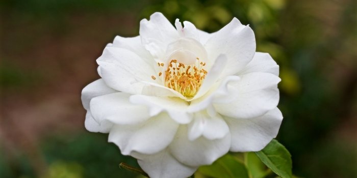 1280x854 Beautiful White Rose Flower Photos - Flowers Healthy