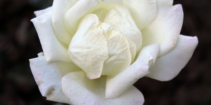 3706x3082 Rose Countess of Wessex Beautiful White Rose Flower Photograph