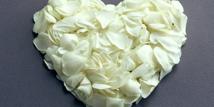 1600x1200 Download Custom Size - Beautiful White Rose Flowers Free Wallpaper