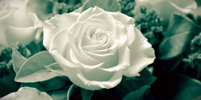 1920x1200 25+ Roses Background, Wallpapers, Images, Pictures | Design Trends