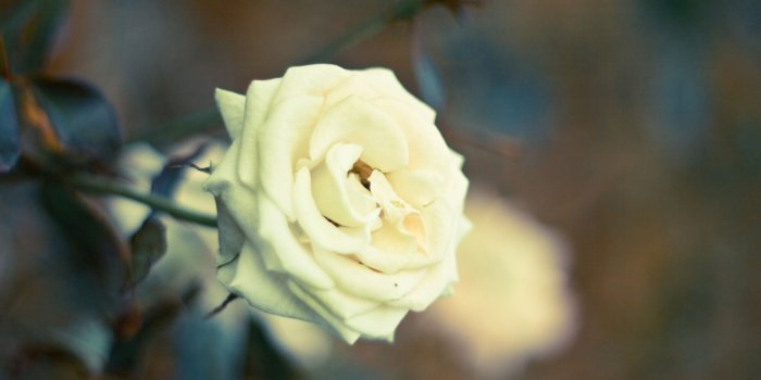 2560x1600 Beautiful White Rose ❤ 4K HD Desktop Wallpaper for 4K Ultra HD TV