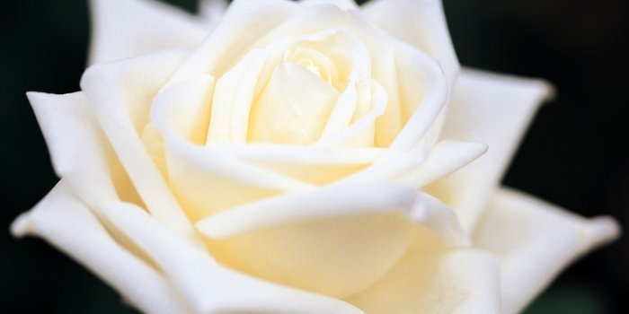 1920x1200 HD Rose Wallpaper, flower, beautiful, white rose, beauty,3D