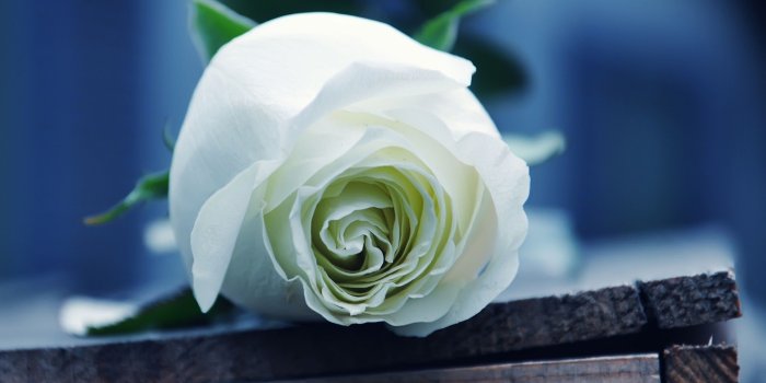 2560x1600 White Rose Wallpapers (56+ background pictures)