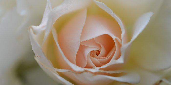4928x3264 White Rose Wallpaper (29+ images) on Genchi.info