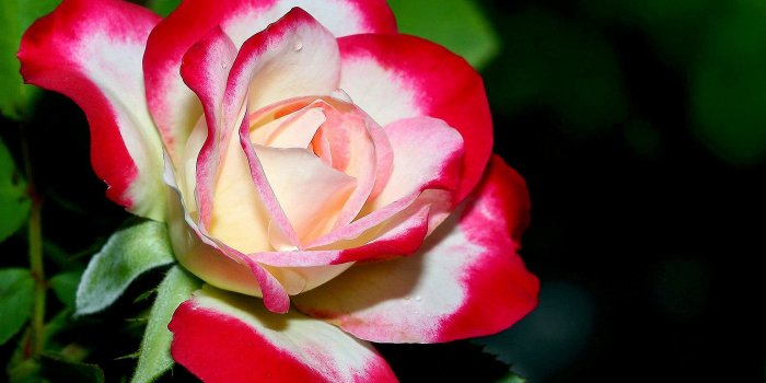 1920x1299 Beautiful White and Pink Rose Wallpaper | Gallery Yopriceville