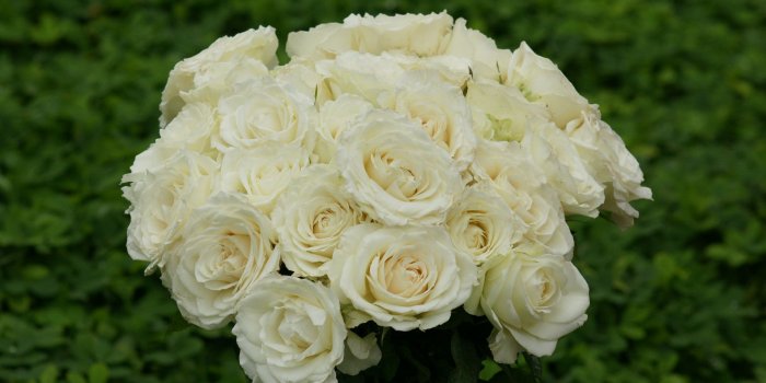 1920x1200 Beautiful White Roses HD wallpaper