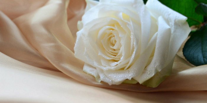 1920x1080 Beautiful White Roses Wallpaper Beautiful White Roses - White Rose