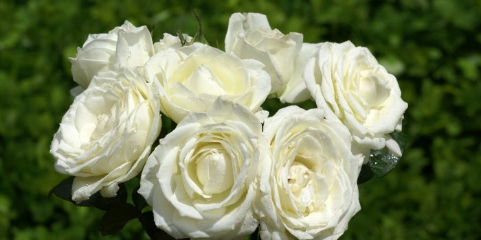 1600x1200 Roses wallpapers: Most beautiful roses free computer wallpapers