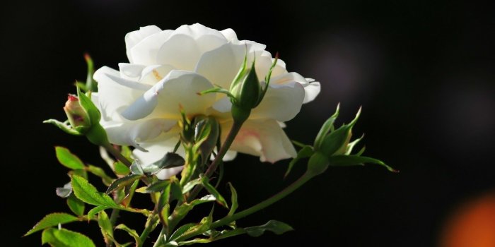 1600x1000 White Rose Flowers Wallpaper