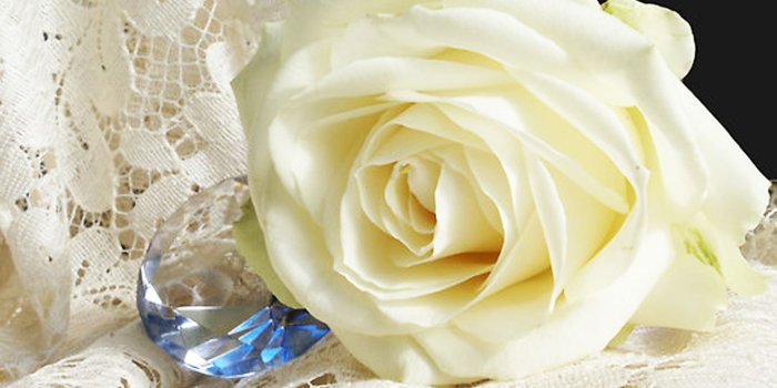 1440x900 Beautiful White Rose Flowers Images Hd | simplexpict1st.org