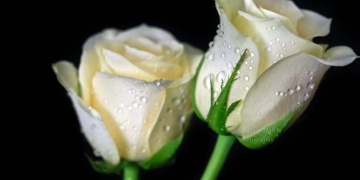 3840x2112 9779 beautiful white roses wallpaper