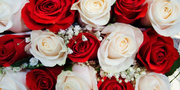 1920x1080 Beautiful white and red roses | BigHDWalls