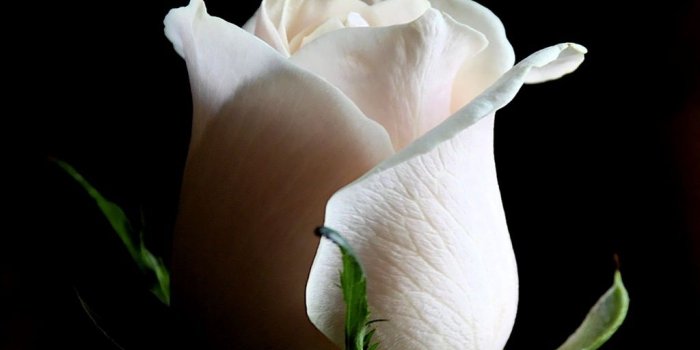 1024x768 Flower Photos: Close white rose