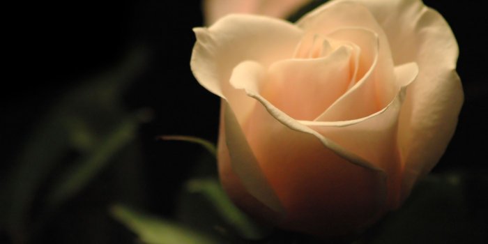 1920x1200 Beautiful White Roses wallpaper - 1420919