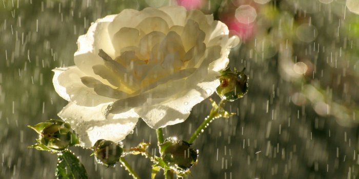 1920x1080 Beautiful Rain in White Rose Wallpapers | HD Wallpapers