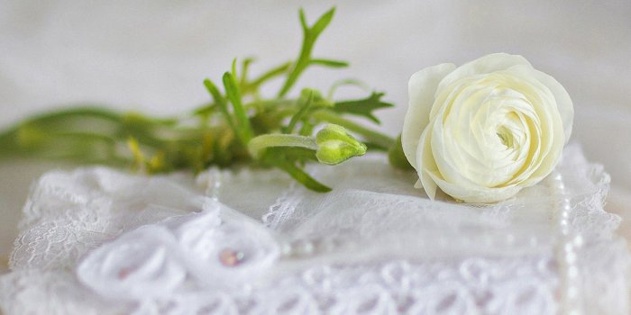 1920x1080 White Rose Wallpapers ·① WallpaperTag