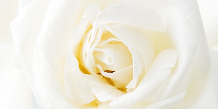 1600x1200 Beautiful White Rose Wallpaper White Rose Wallpaper HD Free Wallpaper