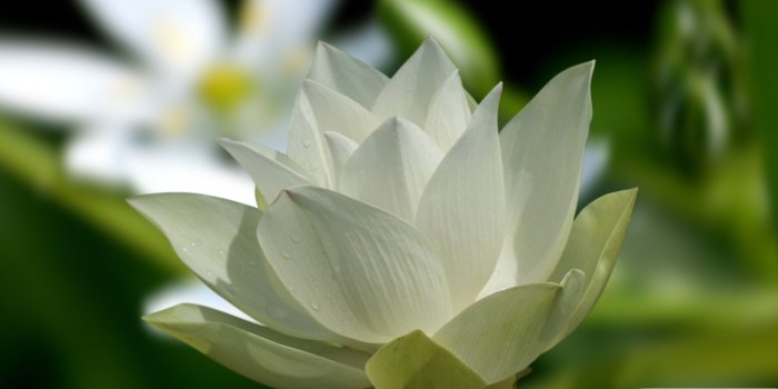 1920x1200 Free download beautiful white rose flowers Flowers Wallpapers Roses