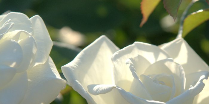 1920x1199 beautiful white rose