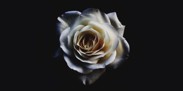 5456x3632 Beautiful White Flower Wallpaper For Mobile Android | Best Hd