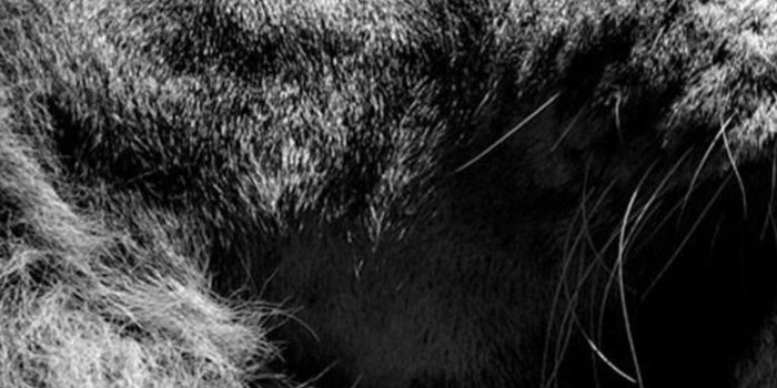 1125x2436 1125x2436 Lion Black And White Iphone XS,Iphone 10,Iphone X HD 4k