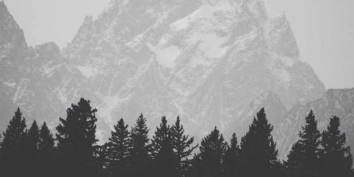 1080x1920 Mountain Top Behind Pine Forest Black And White iPhone 6+ HD