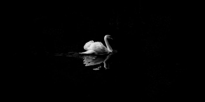 4928x2828 Animal, Black And White iPhone Wallpaper - iDrop News
