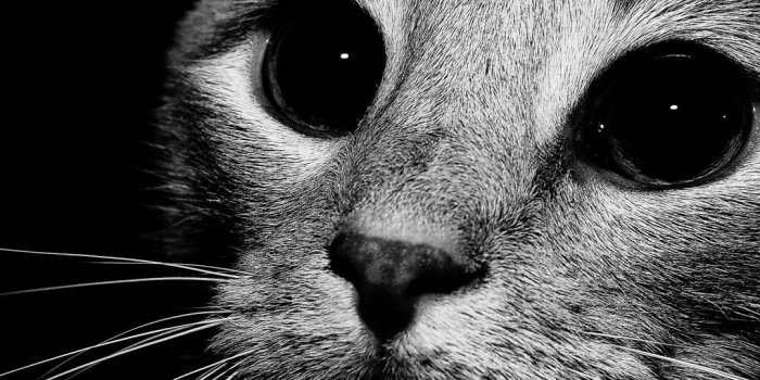 1080x1920 Black And White Iphone Wallpapers » Hupages » Download Iphone Wallpapers