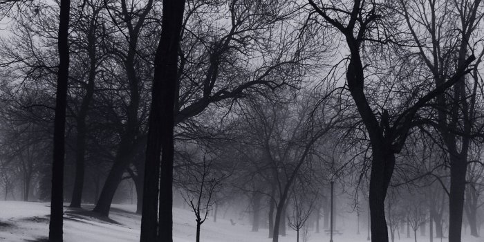 2679x1657 Black and White Forest Background for Desktop - Pexels Wallpaper