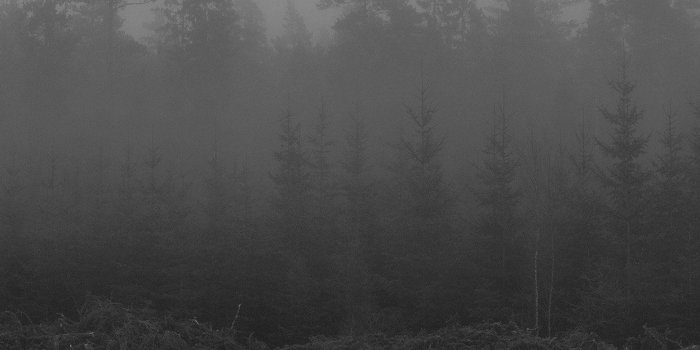 1242x2208 iPhone7papers - mi80-wood-cut-tree-black-white-nature