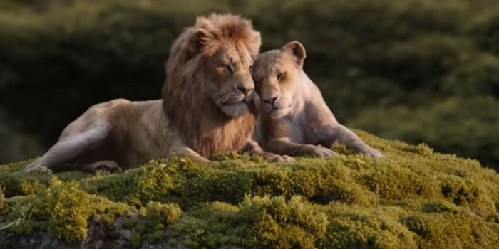 1200x800 Are Simba and Nala related? A lion expert weighs in - Polygon