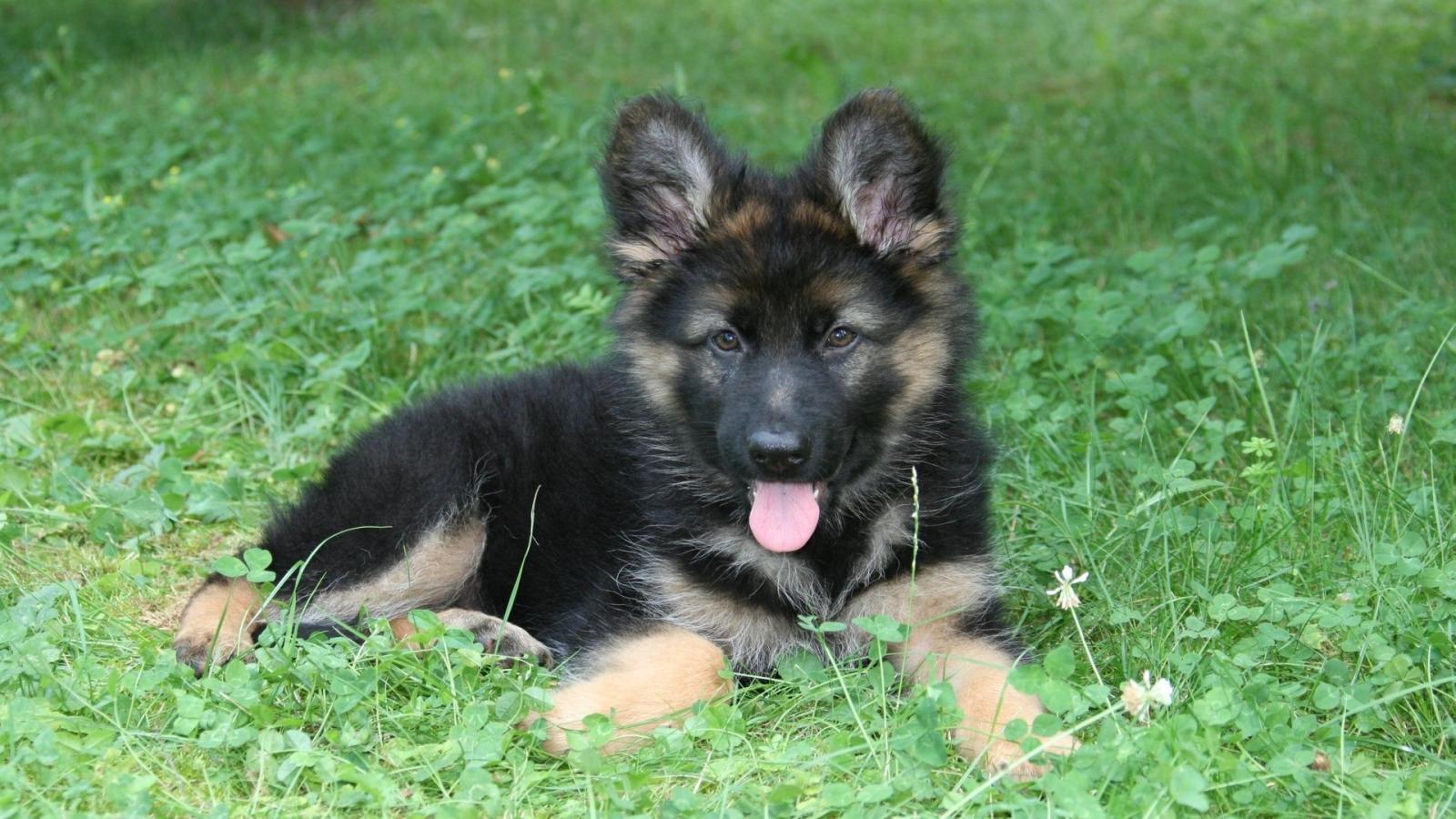 1920x1080 German Shepherd puppy wallpaper | German shepherds ❤️ | Cute
