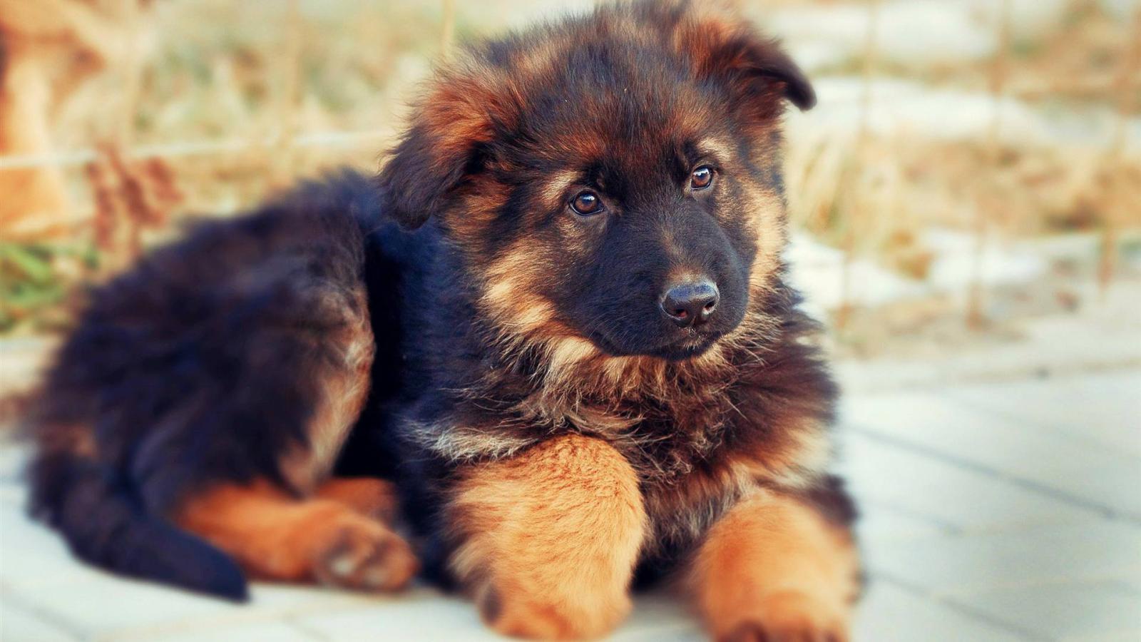 1920x1080 German Shepherd Puppies Wallpapers - Top Free German Shepherd