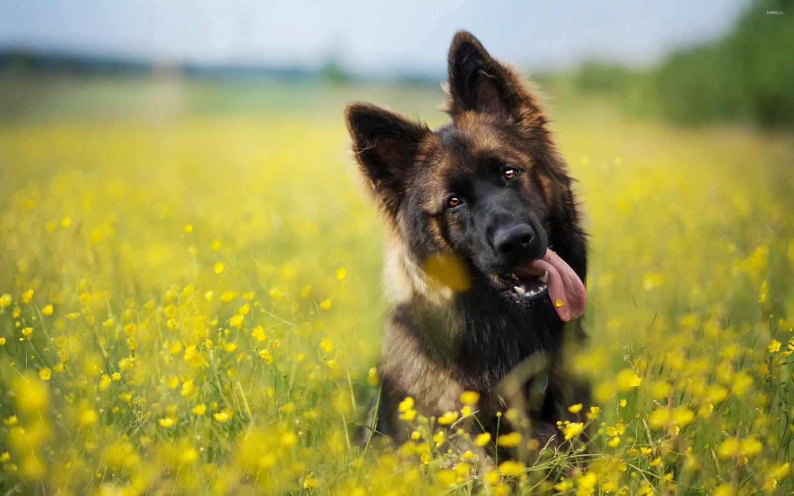 2880x1800 70+ German Shepherd Wallpapers on WallpaperPlay