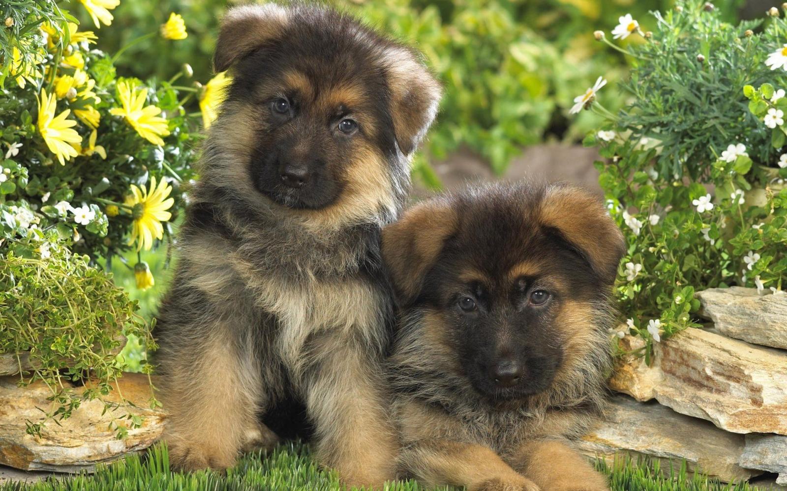 1920x1200 351 German Shepherd HD Wallpapers | Background Images