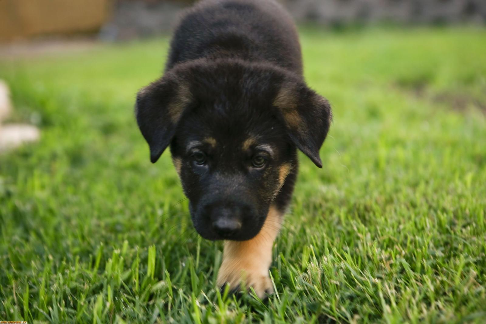 2700x1800 German Shepherd puppy wallpaper - My Doggy Rocks