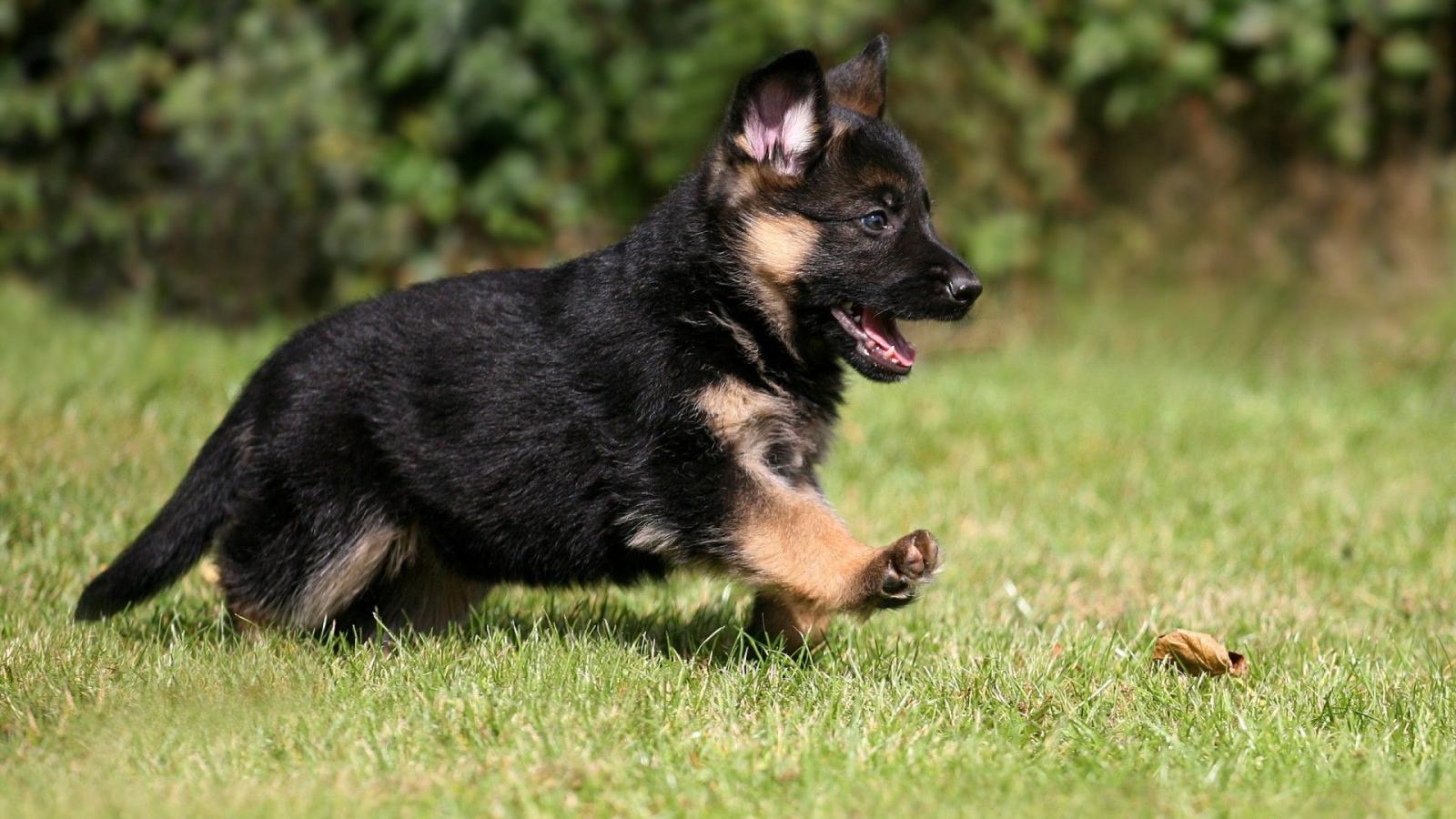 1920x1080 German Shepherd Puppies wallpaper | 1920x1080 | #13225